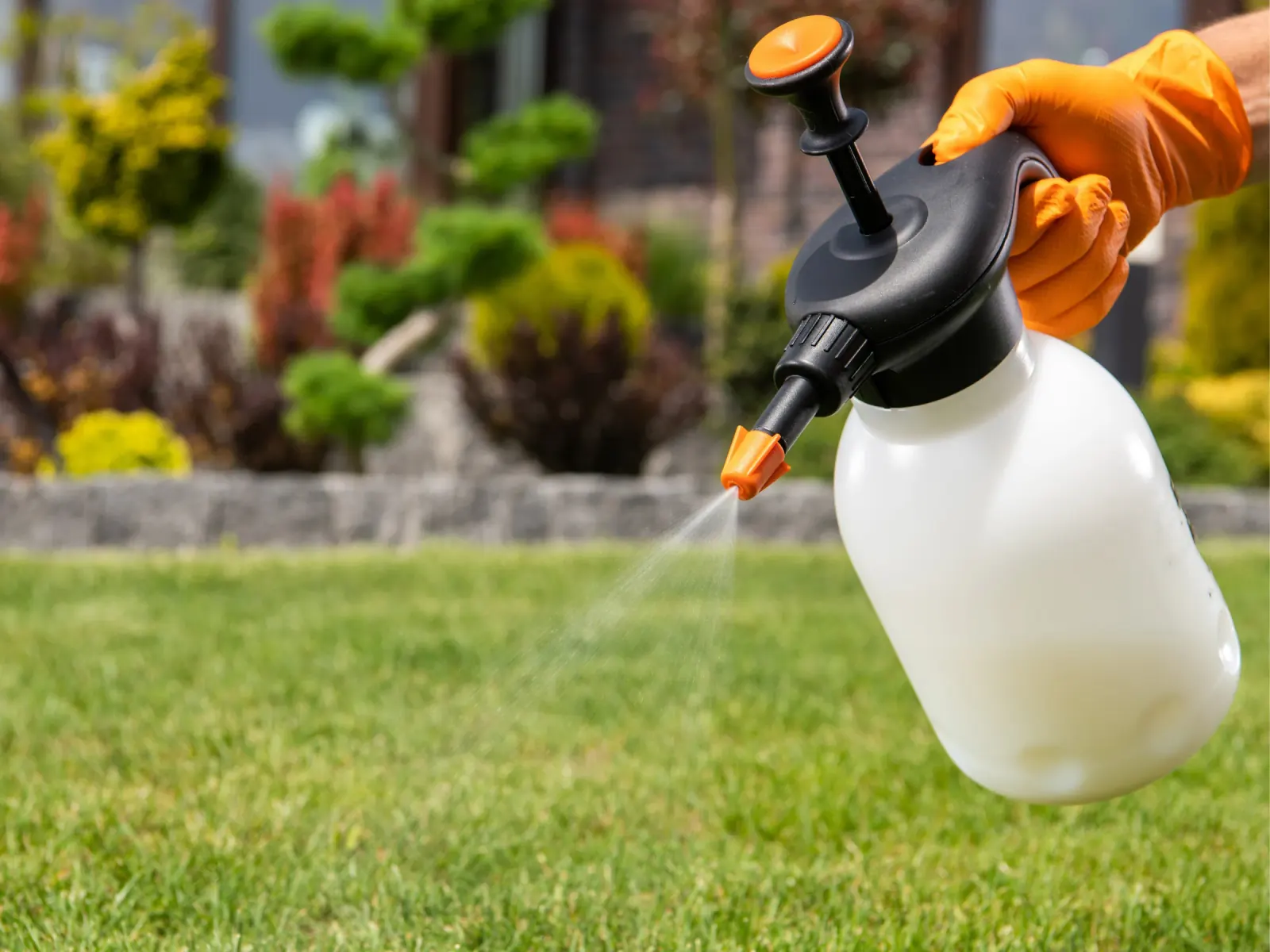 A gloved hand spraying a lawn treatment from a pump sprayer over green grass
