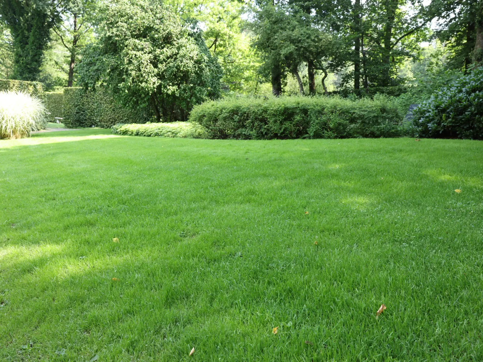 A clean, freshly mown back lawn edged by clipped hedges and mature trees